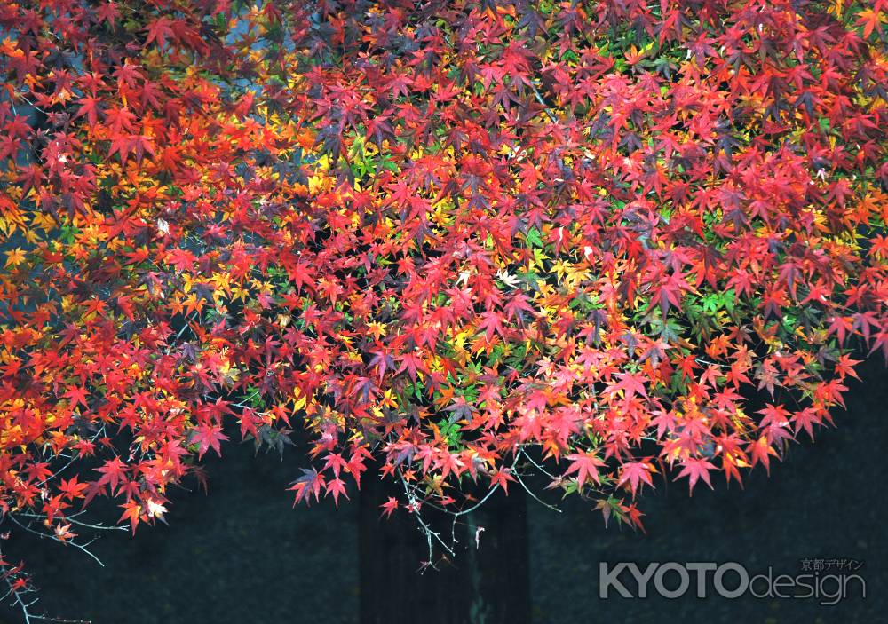 一身に秋を纏う