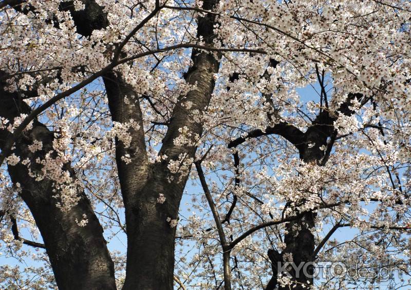 見上げてごらん