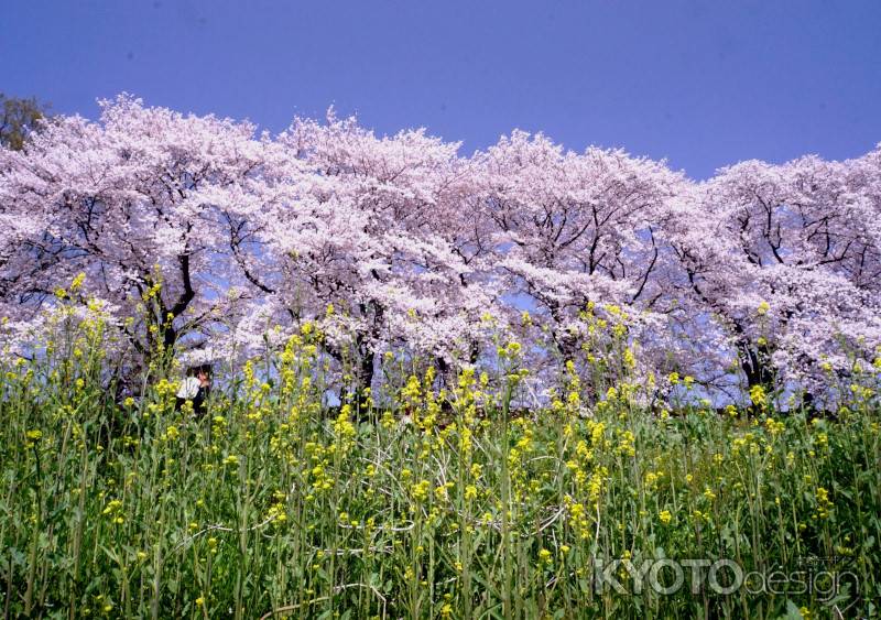 春を競うわけでないけれど