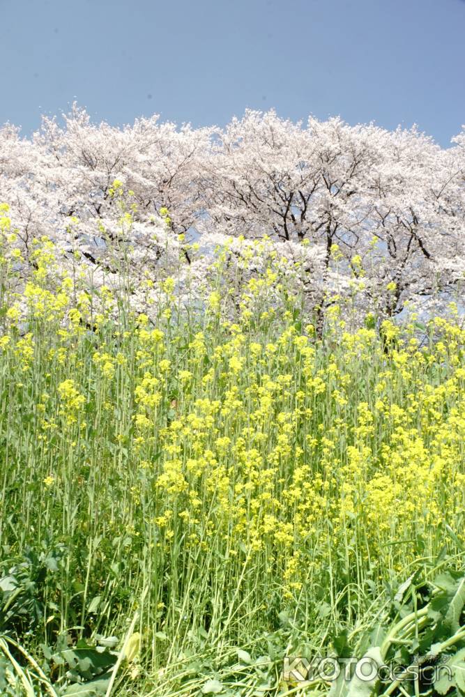 どっこい菜の花