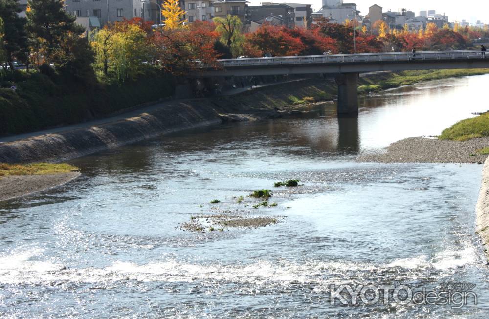 紅葉の鴨川