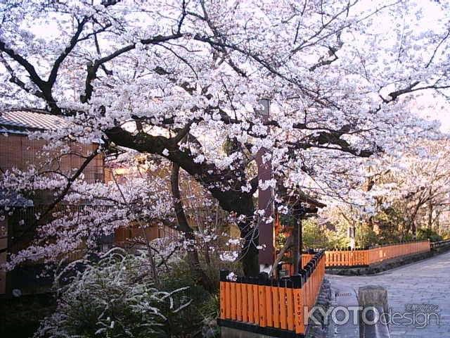 巽橋　周辺の桜