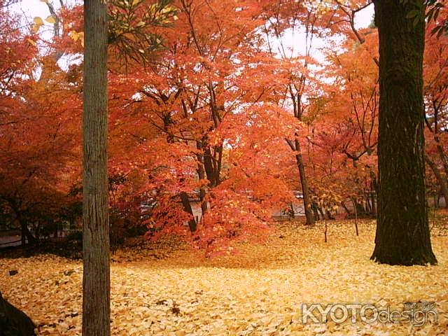 永観堂　黄色のじゅうたん