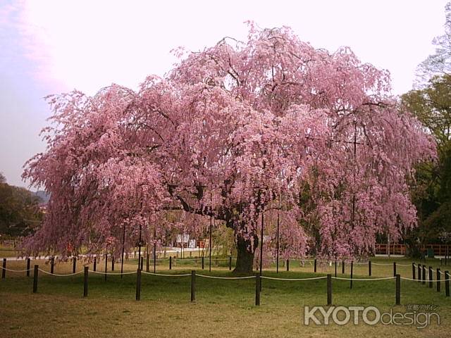 上賀茂神社　満開の桜