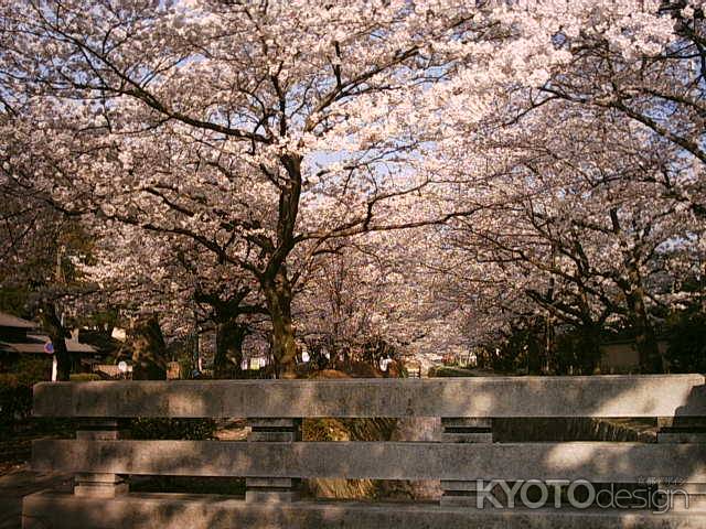 哲学の道の桜並木