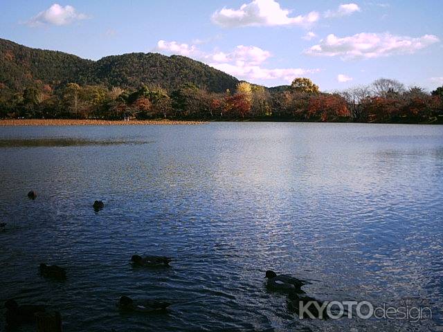 大覚寺　大沢池の鴨
