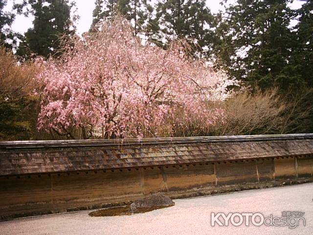 春の龍安寺