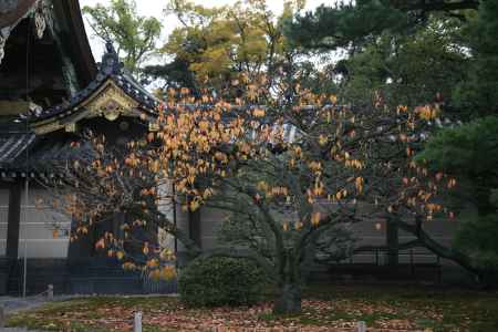 秋の二条城の木