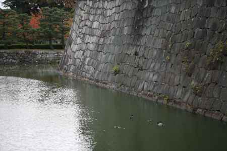 二条城　お堀のカモ
