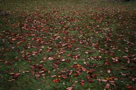 落ち葉のじゅうたん