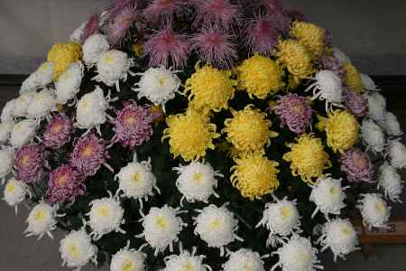 色とりどりの菊