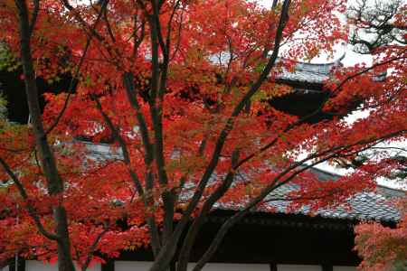 東福寺の鮮やかに紅葉した木