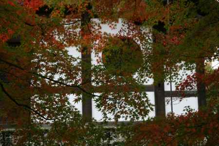東福寺の徐々に色づく木