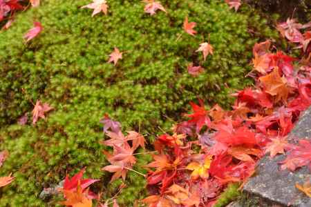 緑にうつる紅葉