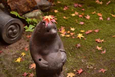 たぬきに乗った紅葉