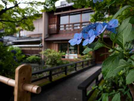 祇園白川の紫陽花