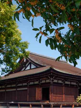 大報恩寺本堂と金木犀