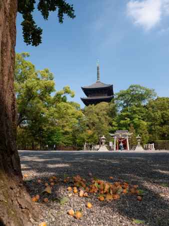 東寺の五重塔と銀杏