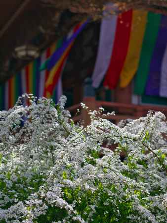 智積院のユキヤナギ