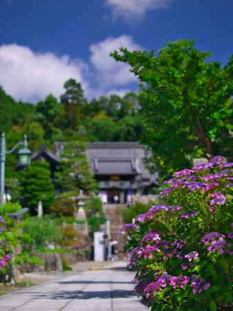柳谷観音楊谷寺の紫陽花