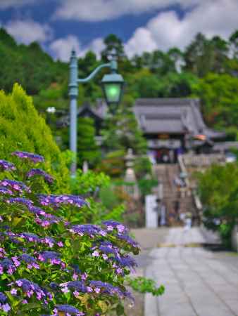 柳谷観音楊谷寺の紫陽花