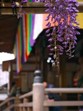 今熊野観音寺の藤