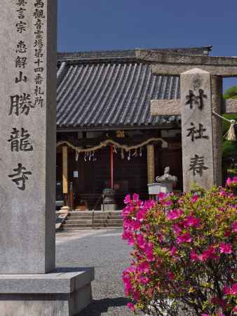 初夏の青空に映える勝龍寺のツツジ