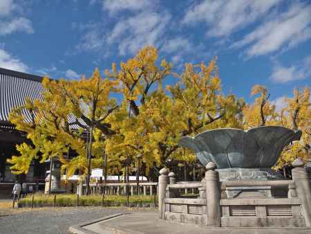 西本願寺の逆さ銀杏2
