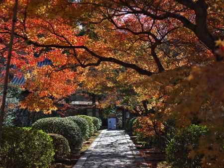 一休寺参道の陽光に輝く紅葉