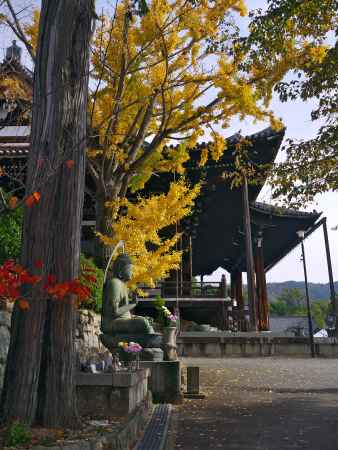 金戒光明寺 御影堂と銀杏