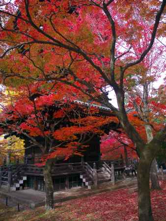 真如堂の三重塔と紅葉