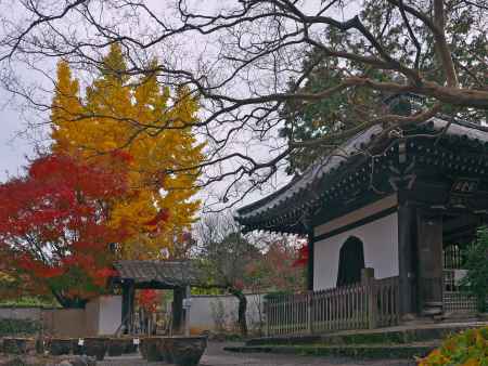 西雲院の銀杏と紅葉