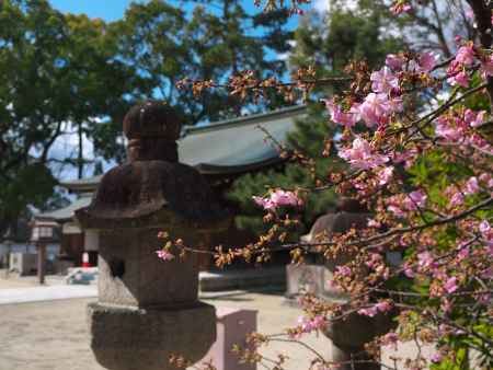 與杼神社の河津桜