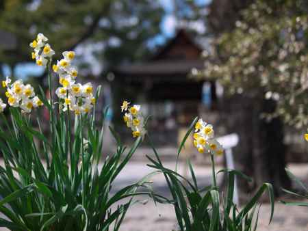 與杼神社の水仙3