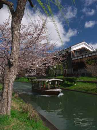 伏見の十石船と桜