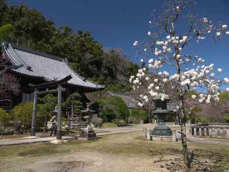 山崎聖天のモクレンと鳥居
