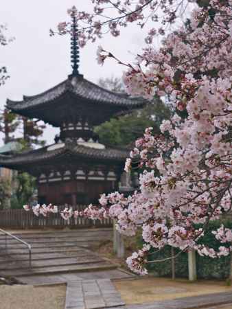 桜越しの宝塔寺多宝塔