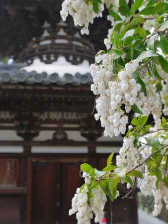 宝塔寺多宝塔と馬酔木