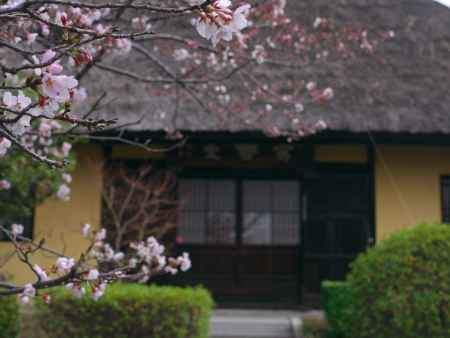 瑞光寺茅葺屋根を彩る桜
