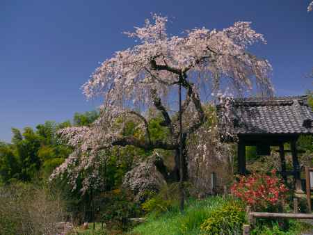 地蔵禅院にある円山公園の祇園しだれの姉妹木
