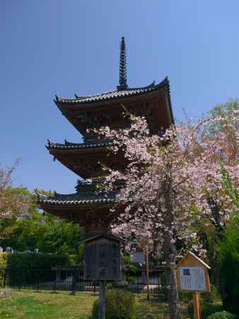 宝積寺三重塔と枝垂れ桜