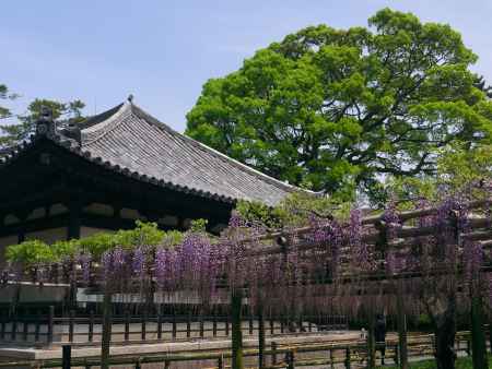 平等院観音堂前の藤棚2