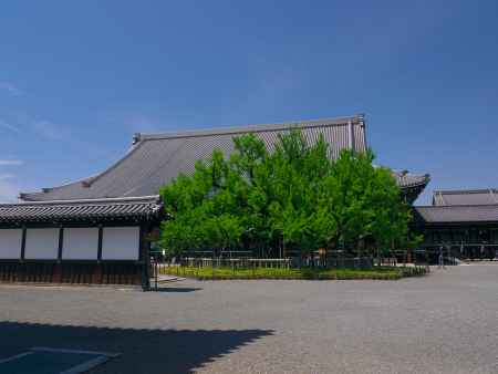 西本願寺の青葉の逆さ銀杏