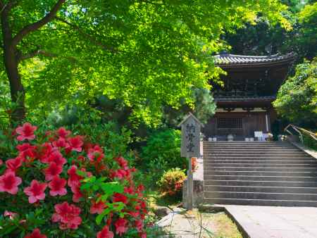 知恩院納骨堂前のサツキ