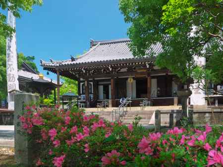 智積院明王殿前のサツキ