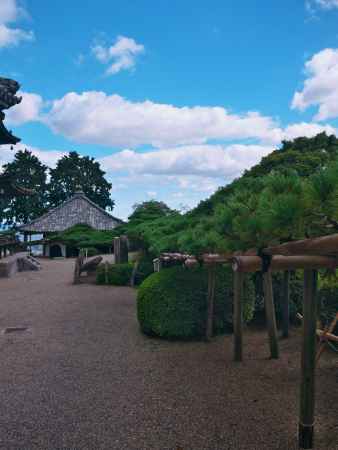 善峯寺の遊龍の松