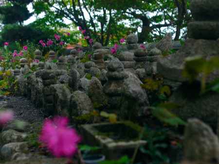 宝篋印塔の周りの石仏と秋明菊