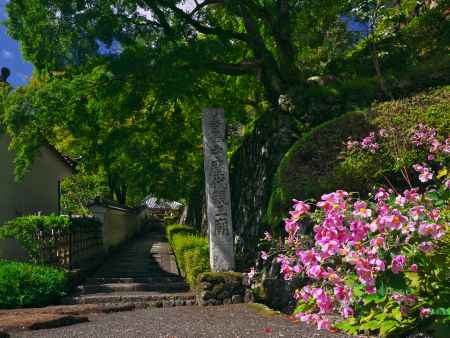 善峯寺の阿弥陀堂へ続く参道の秋明菊