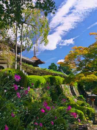 善峯寺の遊龍の松・多宝塔と秋明菊