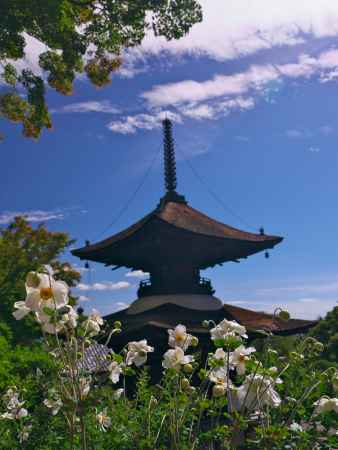 善峯寺の多宝塔と秋明菊